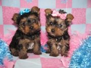 Home Raised  Yorkyshire terrier  puppies for kids 