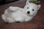 Black and White Siberian husky Pure Breed Blue Eyes Siberian .