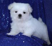 Sweetest Miniature Maltese Puppies Ready For Their Forever Lovely Home