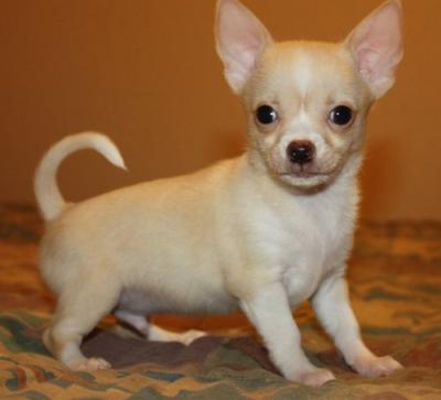 Tiny Beautiful Chihuahua Puppies for sale  Dogs