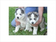 Adorable siberian husky puppies to give them out for adoption